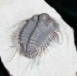 Phenomenal Cyphaspides Trilobite - Free-Standing Spines #11424-2